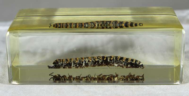 Scolopendra in a resin block