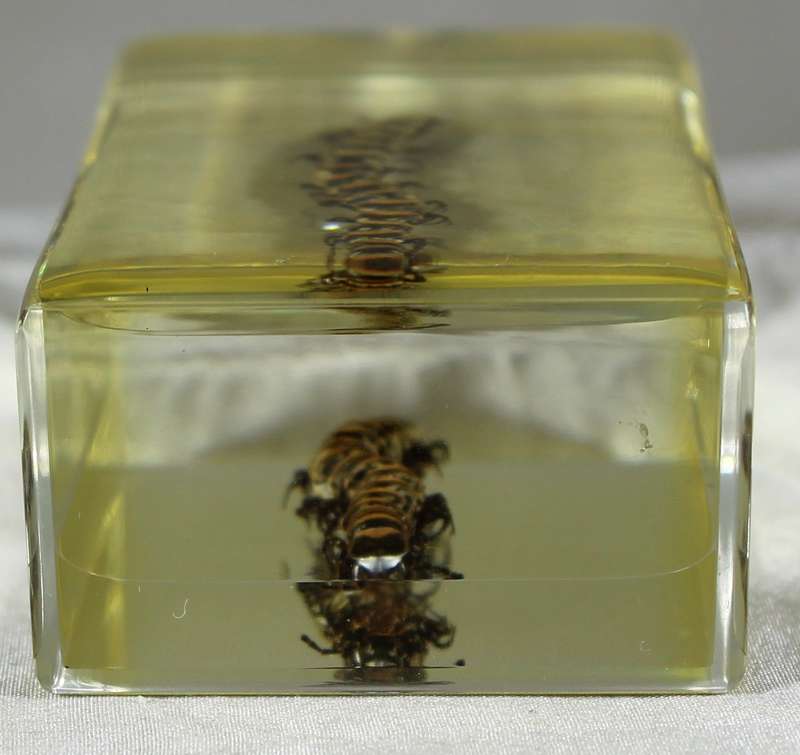 Scolopendra in a resin block