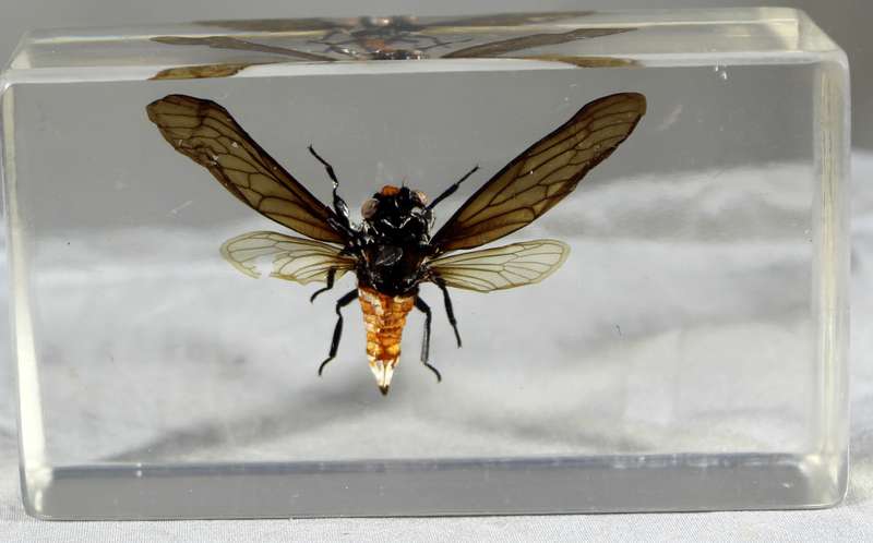 Midas-fly in a resin block