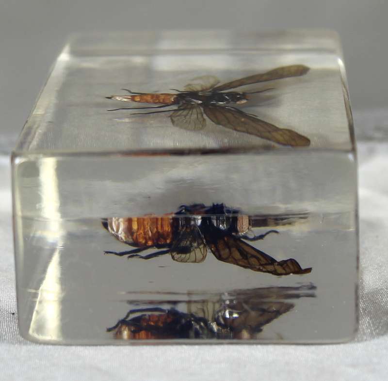 Midas-fly in a resin block