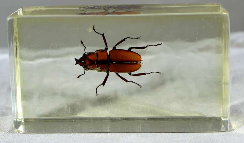 Stag female beetle in a resin block