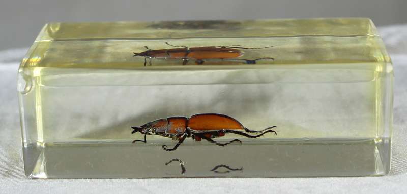 Stag female beetle in a resin block