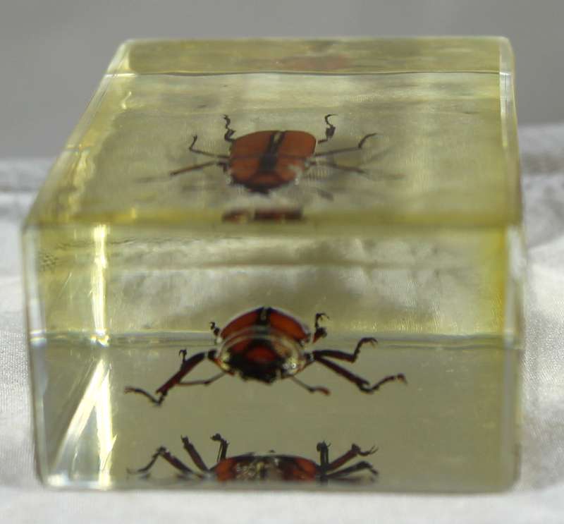 Stag female beetle in a resin block