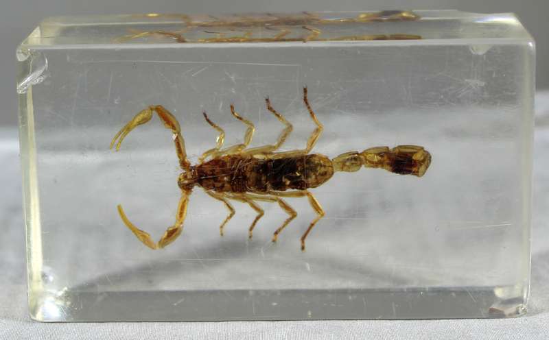 Pigmy thick tail scorpion in a resin block