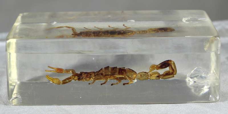 Pigmy thick tail scorpion in a resin block
