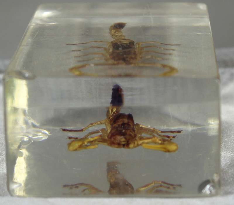 Pigmy thick tail scorpion in a resin block