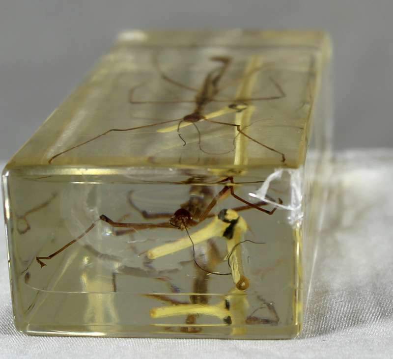 Stick insect in a resin block