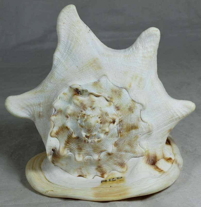Large shell