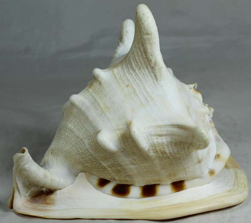 Large shell