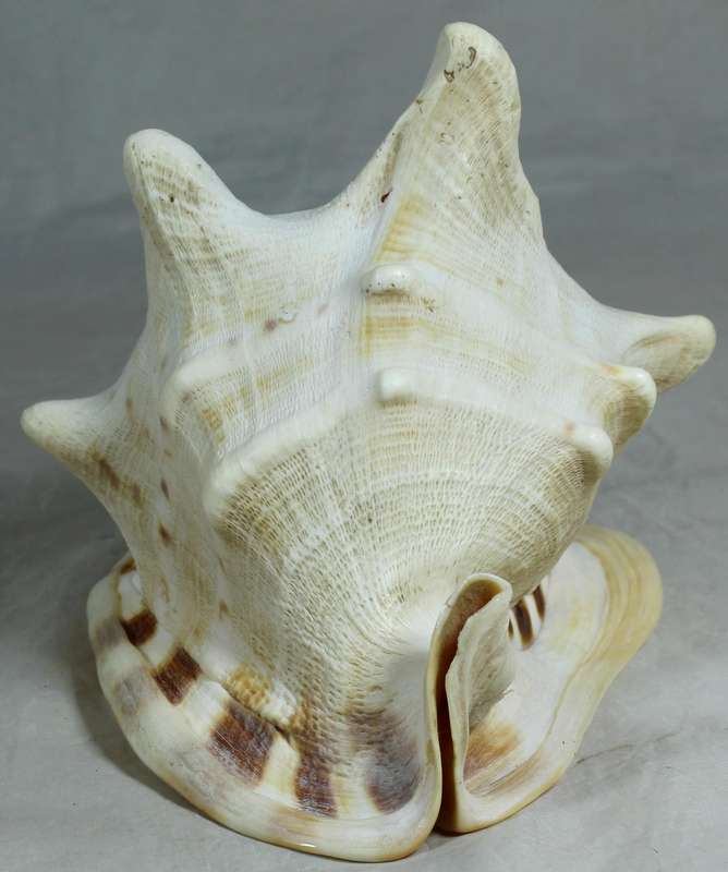 Large shell