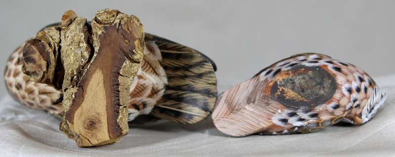 Pair of owls