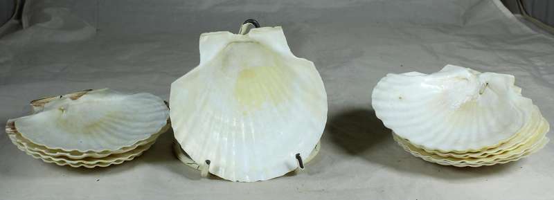 Set of twelve serving shells