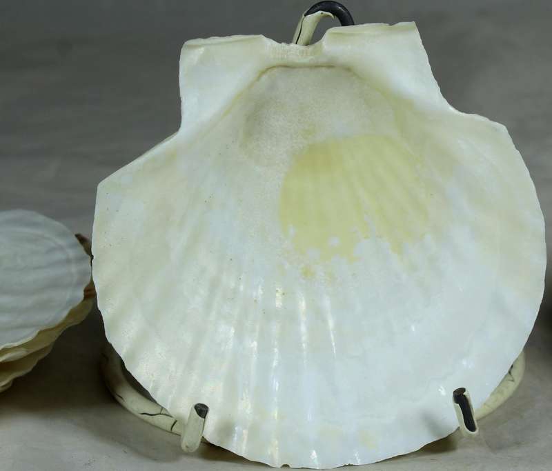 Set of twelve serving shells