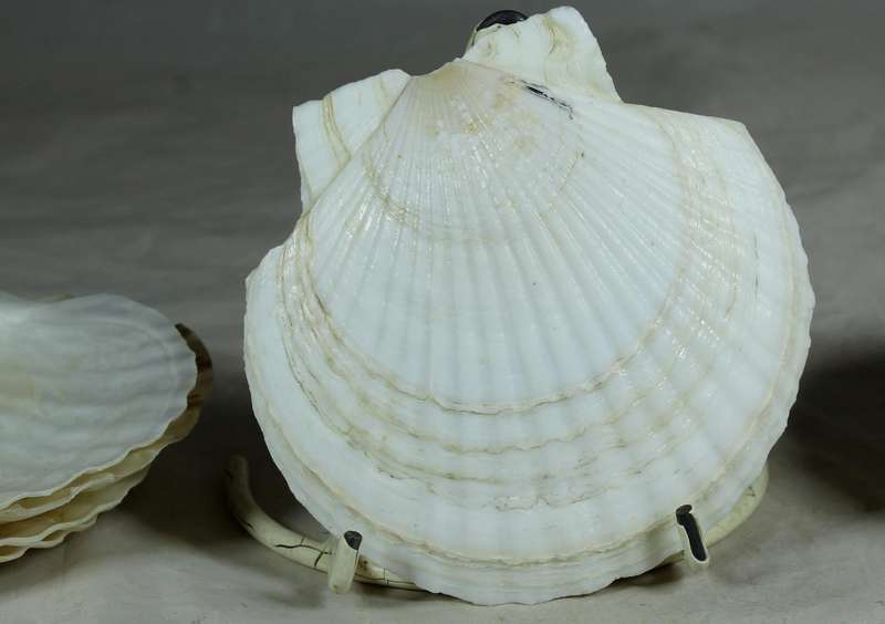 Set of twelve serving shells