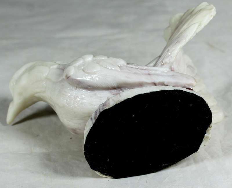 Marble dove