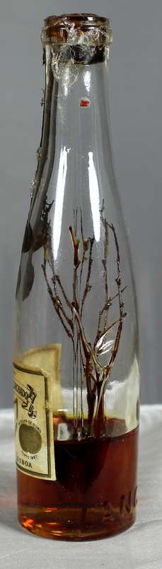 Mini liquor bottles - Ancora - Anis cristal