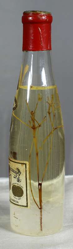 Mini liquor bottles - Ancora - Anis cristal