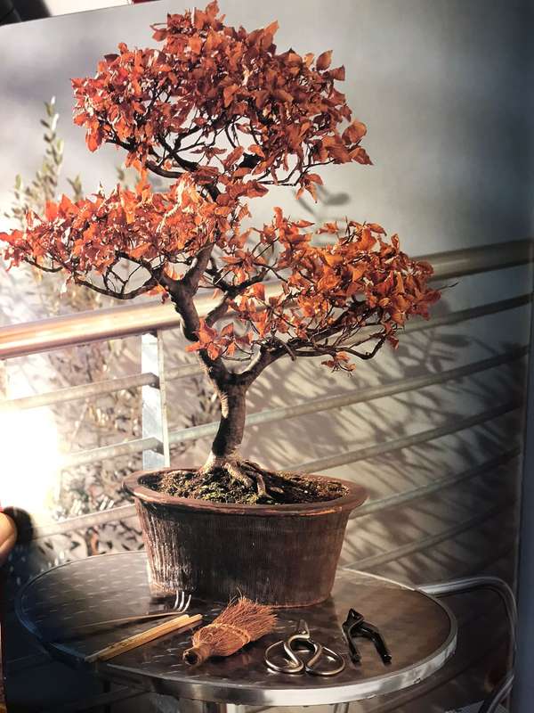 The Complete Practical Encyclopedia of Bonsai: The Essential Guide - Ken Norman