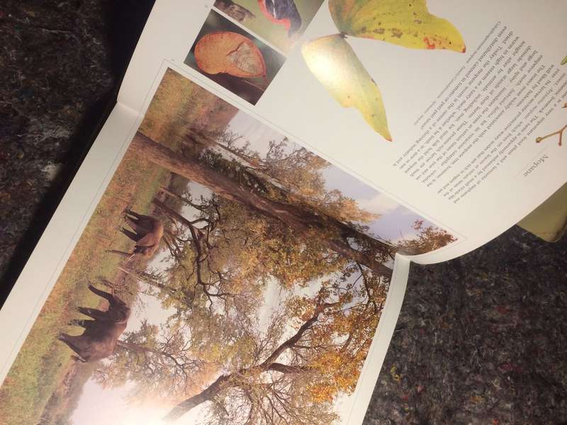 Bushveld Trees: Lifeblood of the Transvaal Lowveld - Malcolm Funston (2005 Hardcover)