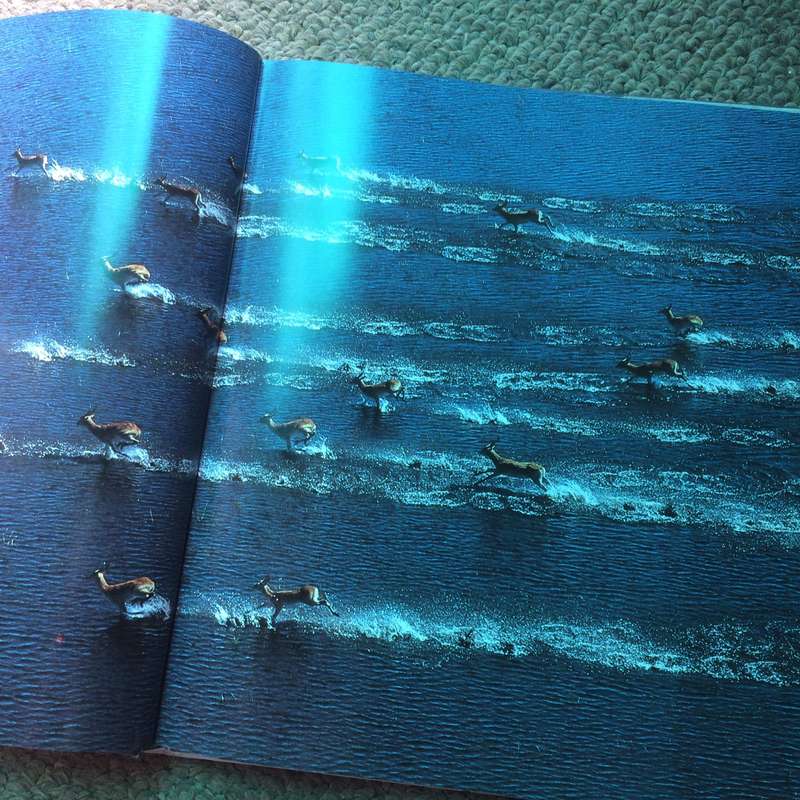 Okavango from the Air - Herman Potgieter & Clive Walker (1989 1st Edition Hardcover)
