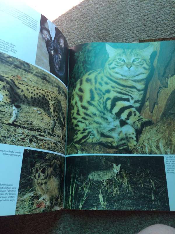 Portraits of the Wild: Southern Africa - Gerald Cubitt (Hardcover RARE)