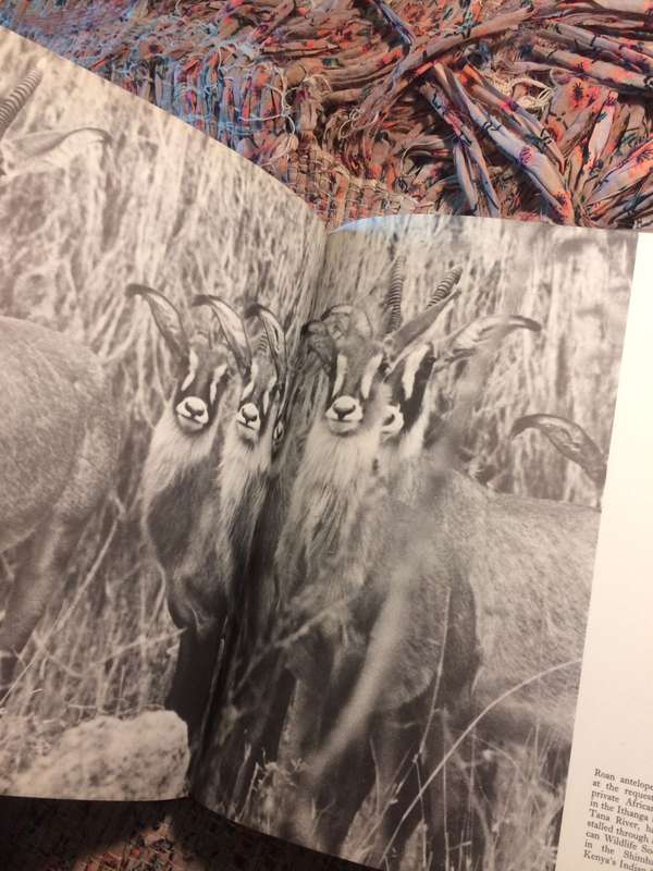 Vanishing Herds - Harshad C Patel (1973 1st Edition Large Format Hardcover) | MacMillan