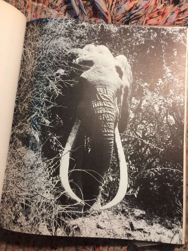 Vanishing Herds - Harshad C Patel (1973 1st Edition Large Format Hardcover) | MacMillan