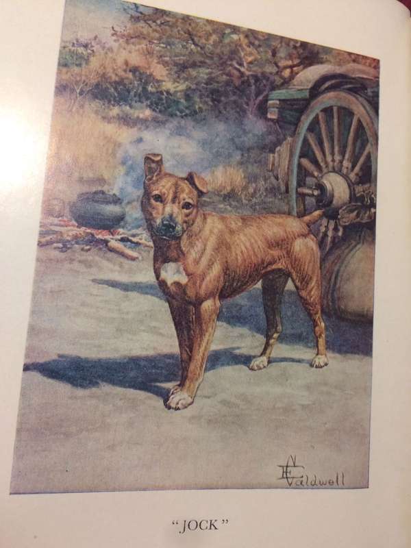 Jock of the Bushveld - Sir Percy Fitzpatrick (1964 HARDCOVER)