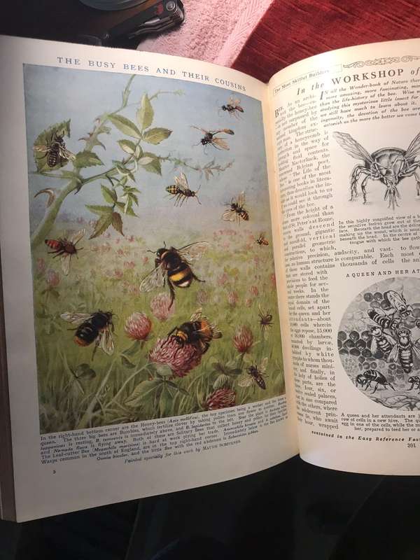 Cassell's Book of Knowledge in 8 Volumes - Published circa 1924