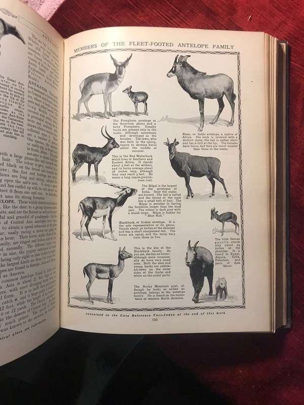 Cassell's Book of Knowledge in 8 Volumes - Published circa 1924