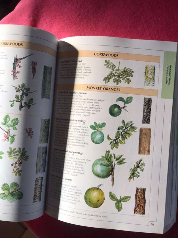 Sappi Tree Spotting: BUSHVELD (Including Pilansberg and Magaliesberg)