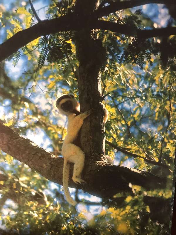 Wildlife of the Islands - William H Amos