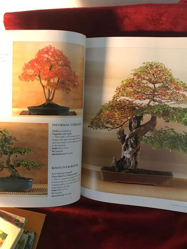 The Complete Practical Encyclopedia of Bonsai: The Essential Guide - Ken Norman