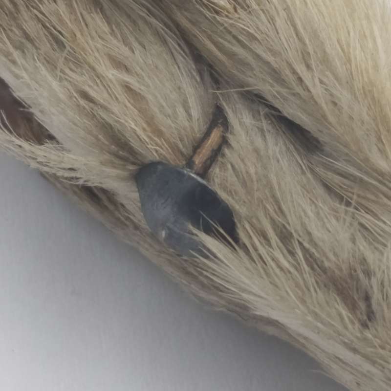 Scottish lucky brooch Grouse claw with Cairngorm