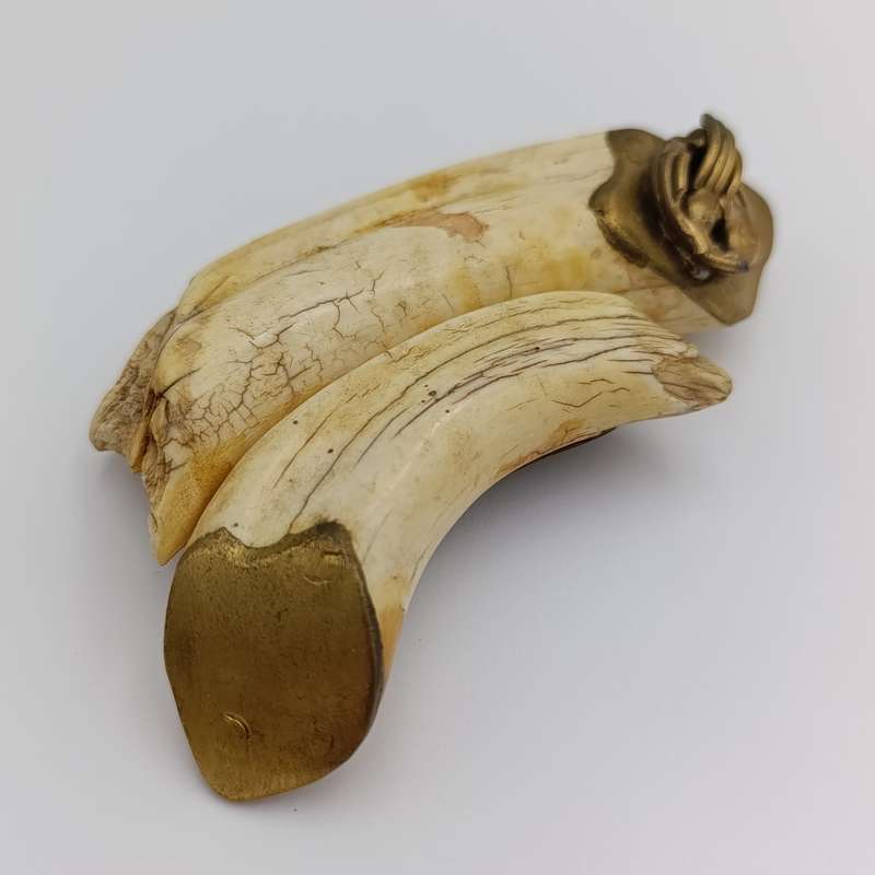 Custom made warthog tooth belt buckle