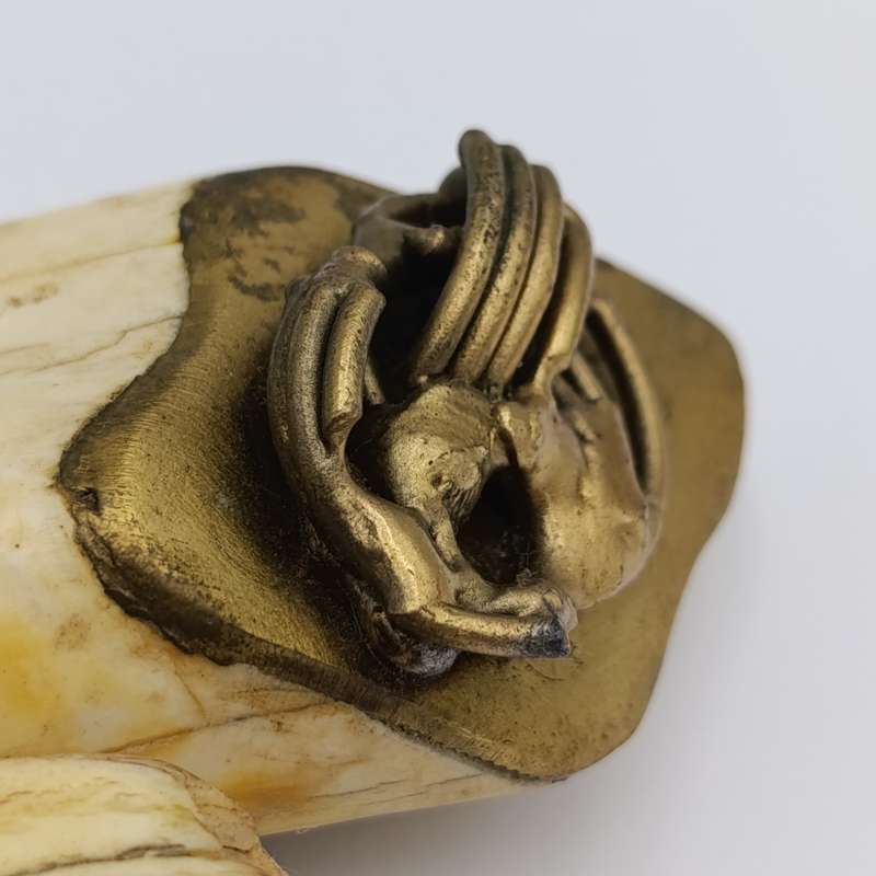 Custom made warthog tooth belt buckle