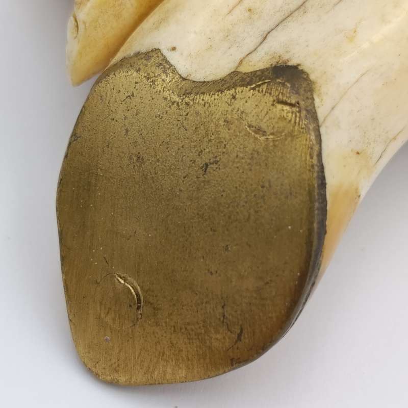 Custom made warthog tooth belt buckle