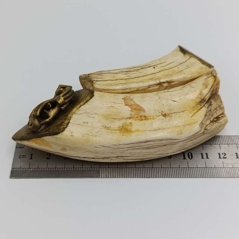 Custom made warthog tooth belt buckle