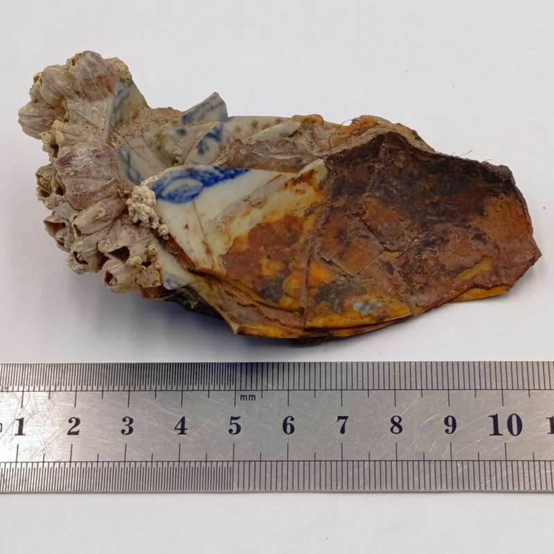 Shipwreck conglomorate with blue porcelain - Also shipwreck coin from the same wreck