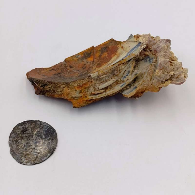 Shipwreck conglomorate with blue porcelain - Also shipwreck coin from the same wreck