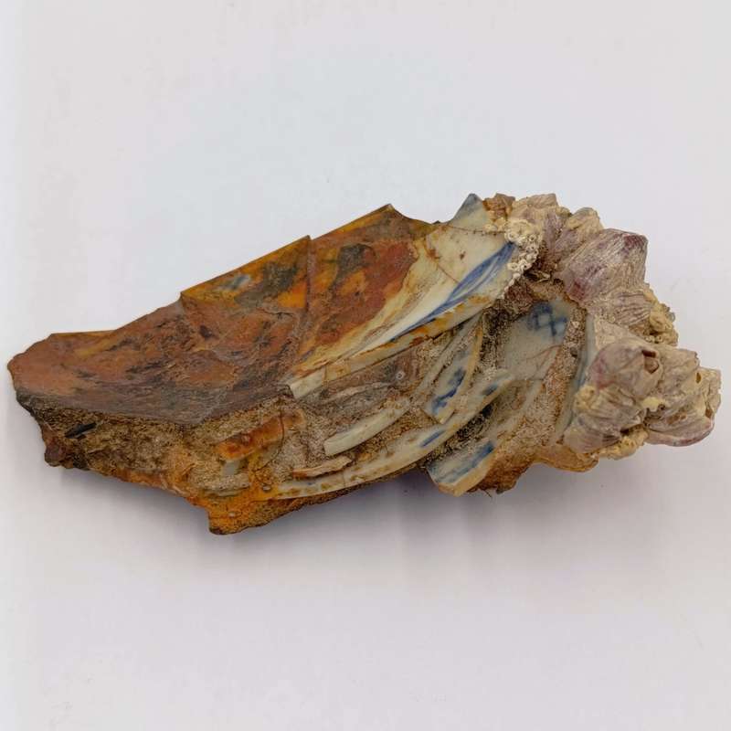 Shipwreck conglomorate with blue porcelain - Also shipwreck coin from the same wreck