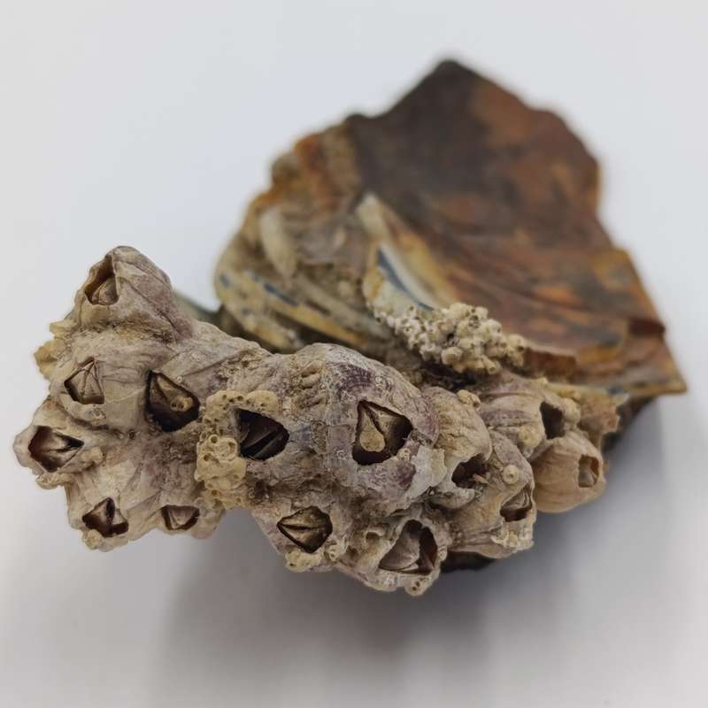 Shipwreck conglomorate with blue porcelain - Also shipwreck coin from the same wreck