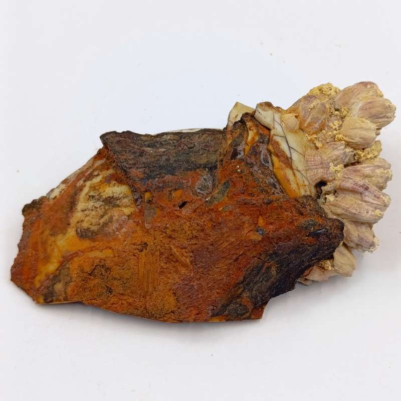 Shipwreck conglomorate with blue porcelain - Also shipwreck coin from the same wreck
