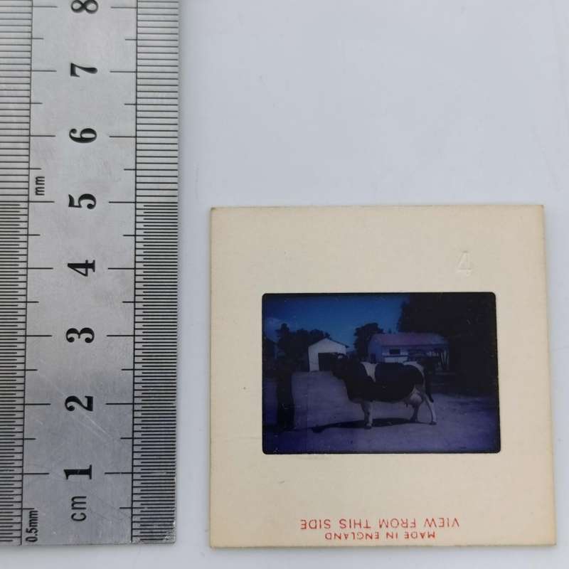 Vintage 8mm film reel and photo slides of Friesland cattle on Sir de Villiers Graaf farm