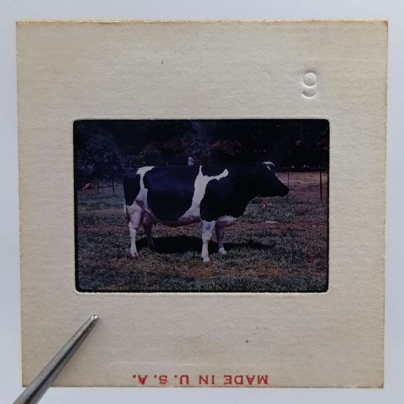 Vintage 8mm film reel and photo slides of Friesland cattle on Sir de Villiers Graaf farm