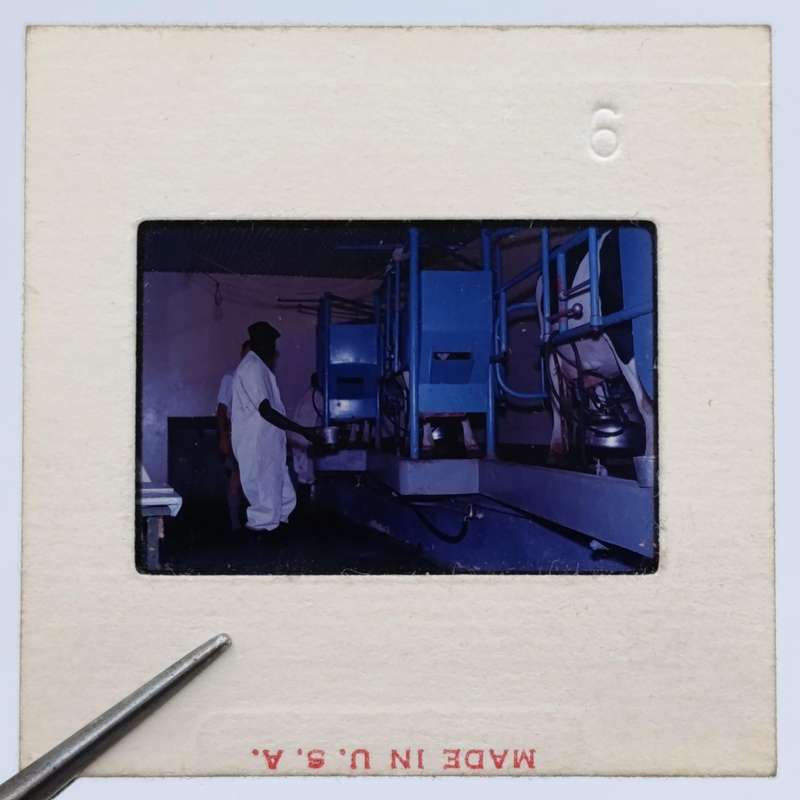 Vintage 8mm film reel and photo slides of Friesland cattle on Sir de Villiers Graaf farm