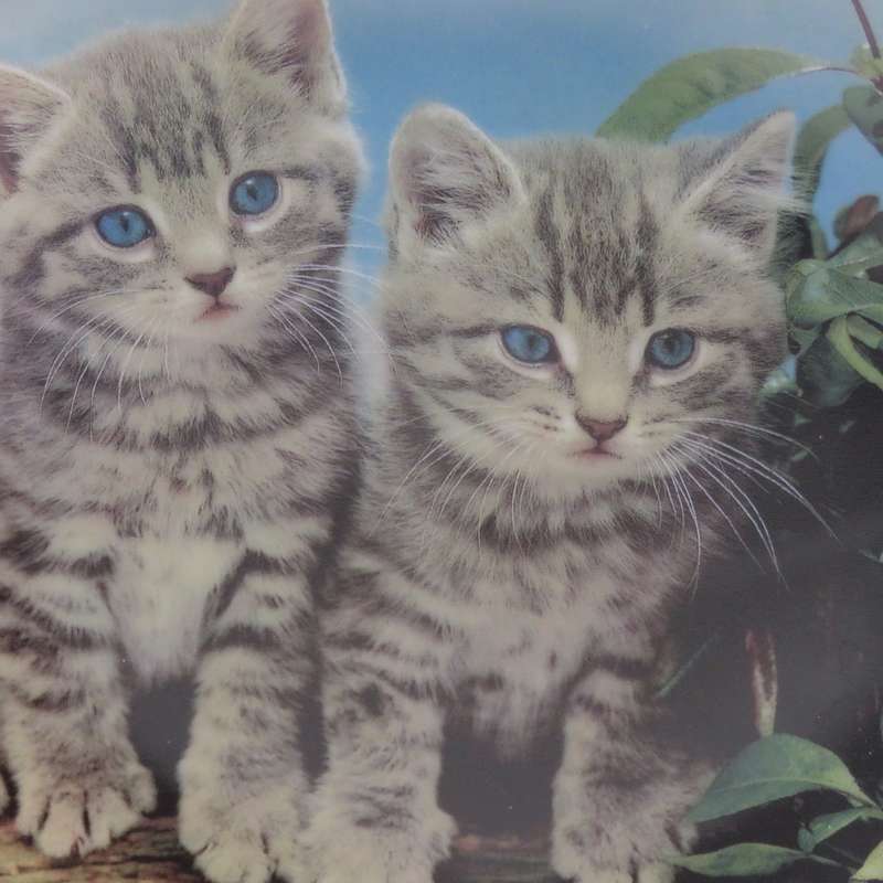 Two of a kind - Purrfect Portraits collection porcelain plate - Made by the Danbury Mint