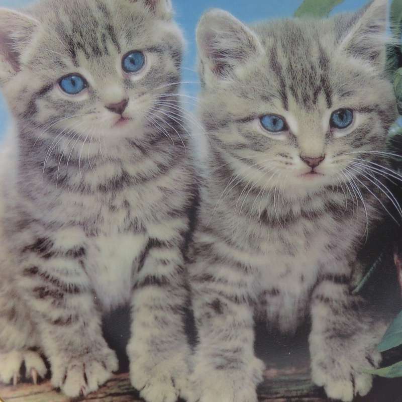 Two of a kind - Purrfect Portraits collection porcelain plate - Made by the Danbury Mint