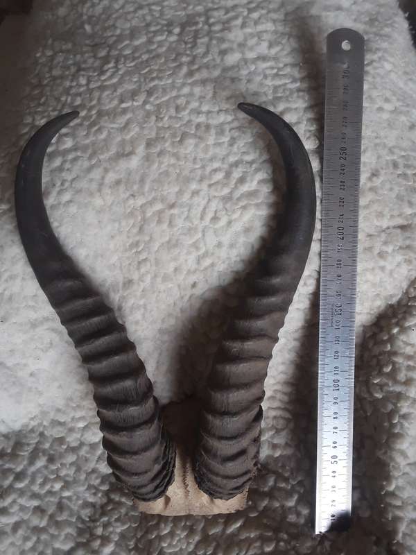 Springbok horns lot 1