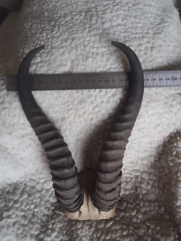 Springbok horns lot 1